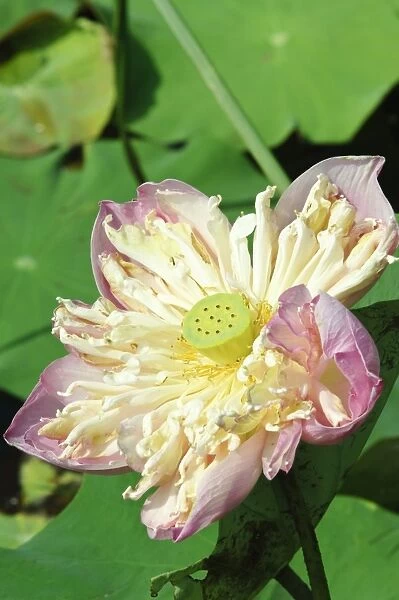 Lotus flower, Bangkok, Thailand, Southeast Asia, Asia