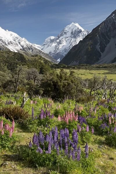 Lupins and Mount Cook, Mount Cook Village, Mount Cook National Park, UNESCO World Heritage Site, Canterbury region, South Island, New Zealand, Pacific