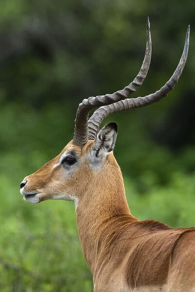 Male impala (Aepyceros melampus), Ndutu, Ngorongoro Conservation Area, Serengeti