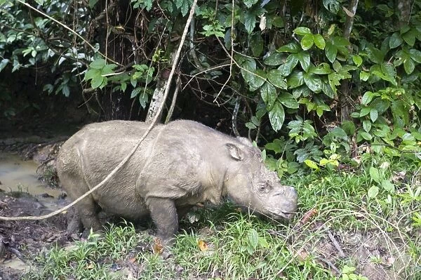 Male Sumatran rhino (Borneo rhino) (Dicerorhinus sumatrensis), Tabin Reserve, Sabah, Borneo, Malaysia, Southeast Asia, Asia