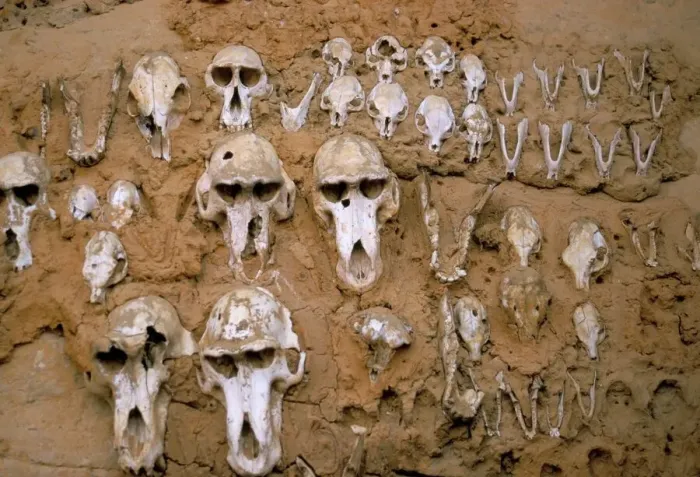 Framed Print : Monkey Skulls in Mud Wall Print Framed Print : Monkey Skulls in Mud Wall Print