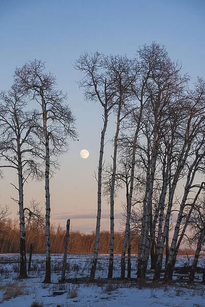 Full Moon and Aspen Grove during a Winter Sunset, Elk Island National Park, Alberta