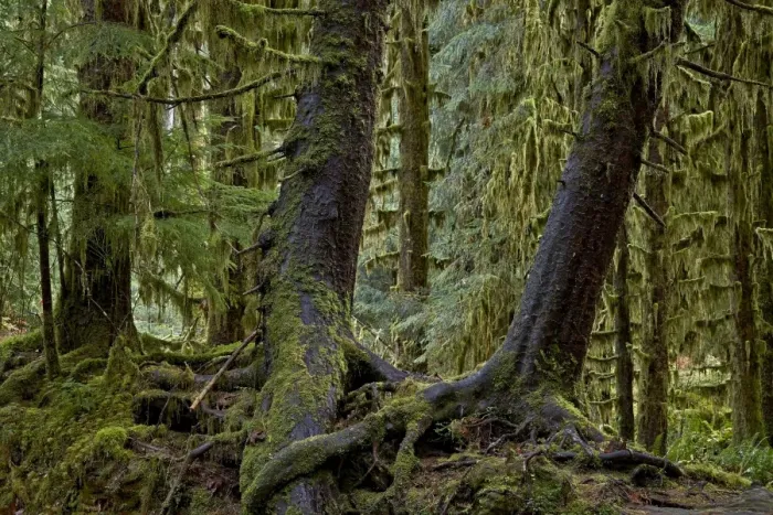 Framed Print : Moss-covered tree trunks print, Olympic National Park Framed Print : Moss-covered tree trunks print, Olympic National Park