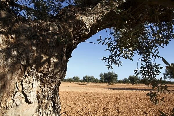 Olive groves, Gabes, Tunisia, North Africa, Africa