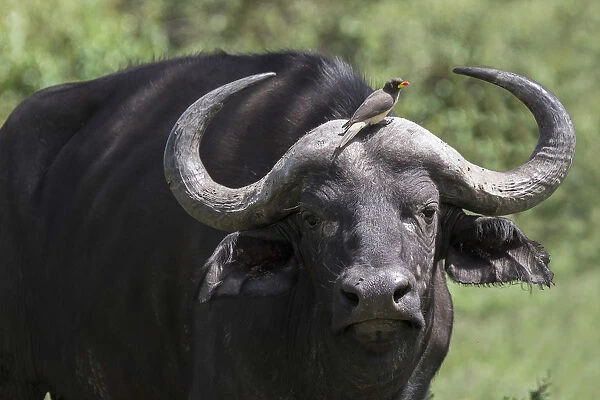 Oxpecker sitting on the forehead of an African Cape Buffalo in the Msai Mara National