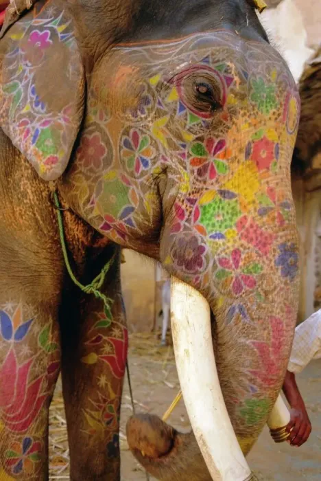 Framed Print : Painted Elephant Print, Close-Up Framed Print : Painted Elephant Print, Close-Up