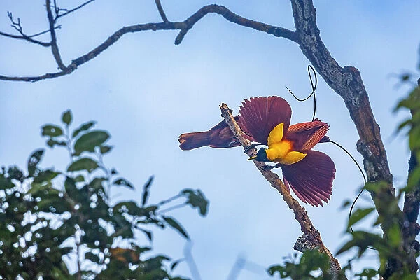 A pair of adult red birds-of-paradise (Paradisaea rubra), in courtship display on Gam Island, Raja Ampat, Indonesia, Southeast Asia, Asia