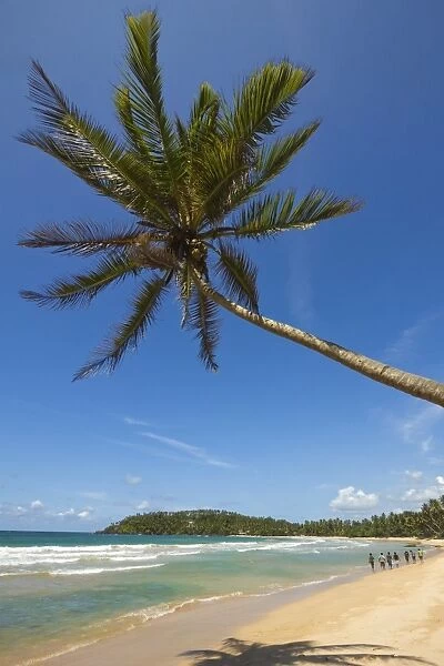 Palm tree and west point of the south coast whale watch surf beach at Mirissa, near Matara, Southern Province, Sri Lanka, Asia
