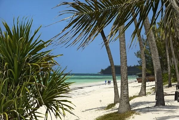 Palm trees, Bwejuu Beach, Zanzibar, Tanzania, Indian Ocean, East Africa, Africa