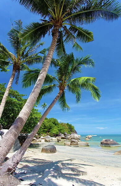 Palm trees and Lamai Beach, Koh Samui, Thailand, Southeast Asia, Asia