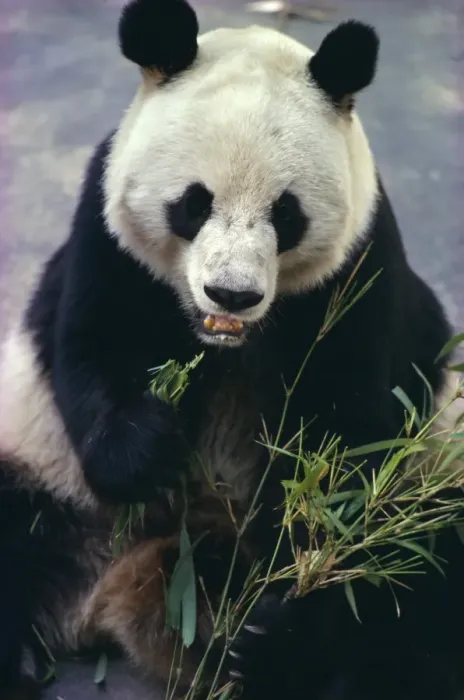 Framed Print : Panda eating bamboo Print Framed Print : Panda eating bamboo Print