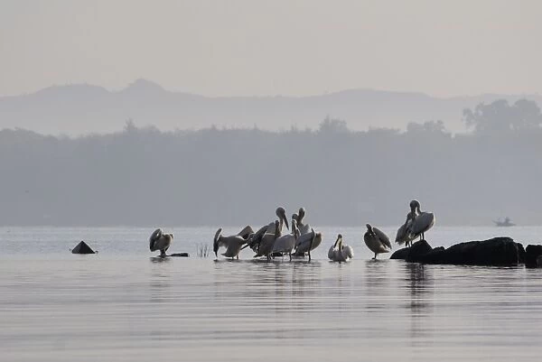 Pelicans, Lake Tana, Ethiopia, Africa