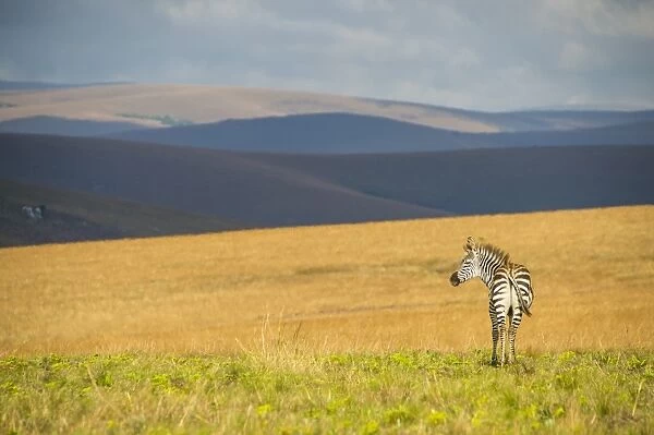 Plains zebra (Equus quagga), Nyika National Park, Malawi, Africa
