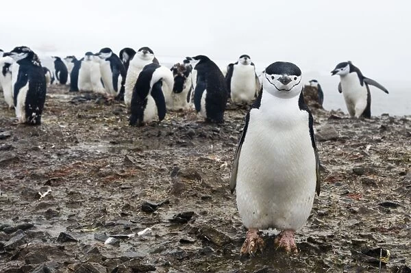 Portrait of a chinstrap penguin (Pygoscelis antarcticus), Half Moon Island, Antarctica