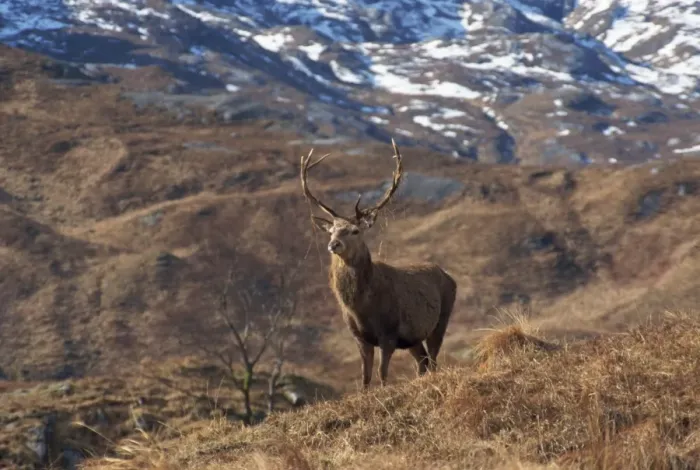 Framed Print : Red Deer Print, Highlands Landscape Framed Print : Red Deer Print, Highlands Landscape
