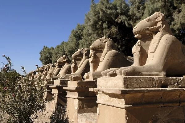 Ram headed sphinxes, Temple of Karnak, near Luxor, Thebes, UNESCO World Heritage Site