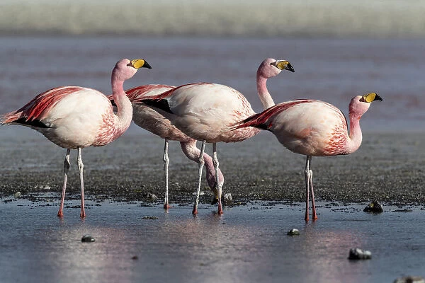 Rare Jamess flamingos (Phoenicoparrus jamesi), Eduardo Avaroa Andean Fauna National