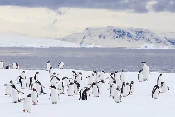 Recently fledged emperor penguin (Aptenodytes forsteri), with gentoo penguins (Pygoscelis papua), Enterprise Islands, Antarctica, Southern Ocean, Polar Regions