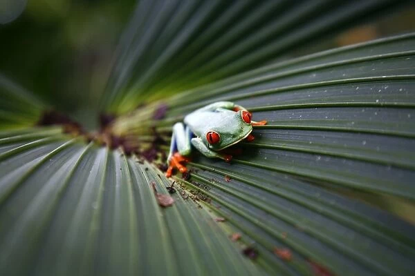 Red eyed tree frog (Agalychnis callidryas), Costa Rica, Central America