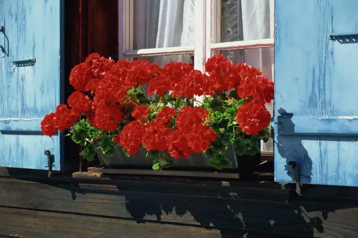Framed Print : Red Geraniums and Blue Shutters Print