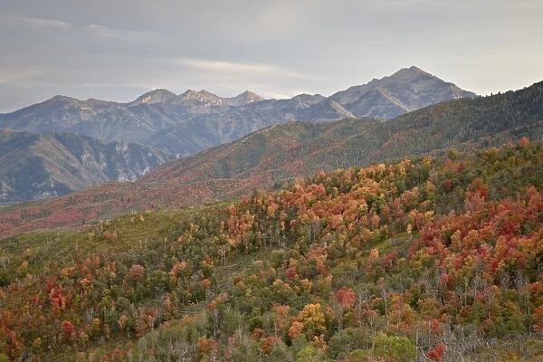 Red and orange fall colors in the Wasatch Mountains, Uinta National Forest, Utah, United States of America, North America