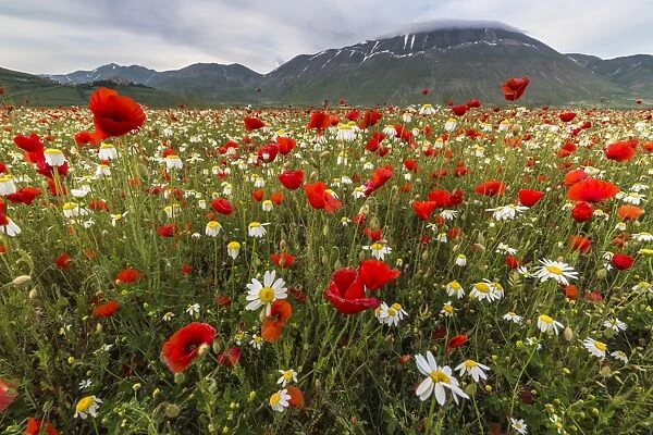Red poppies and daisies in bloom, Castelluccio di Norcia, Province of Perugia, Umbria