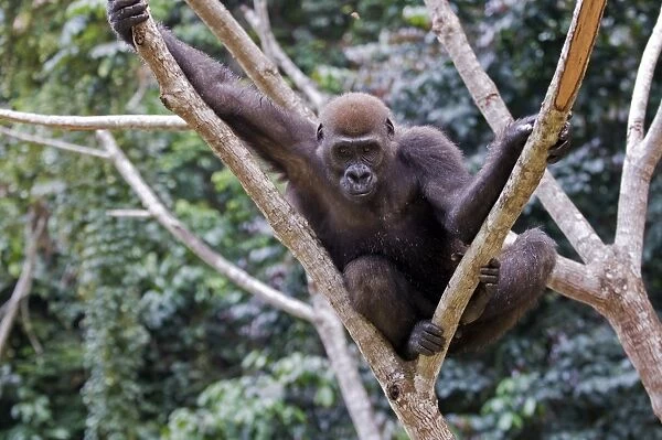 Rehabilitated orphaned western lowland gorilla (Gorilla gorilla gorilla) released back into natural habitat, Parc de la Lekedi, Haut-Ogooue, Gabon, Africa