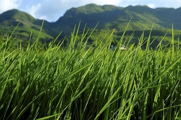 Rice field near Sapa, Sapa, Vietnam, Indochina, Southeast Asia, Asia