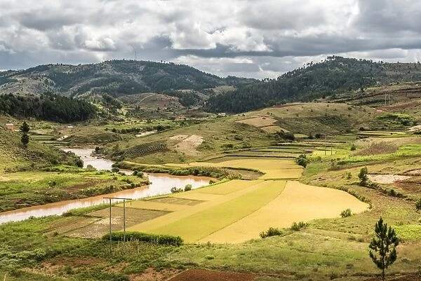 Rice paddy field scenery near Antananarivo, Antananarivo Province, Eastern Madagascar