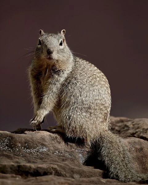 Rock Squirrel (Spermophilus variegatus), Zion National Park, Utah, United States of America
