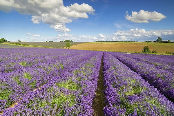 Rows of lavender plants at Snowshill Lavender Farm, Broadway, Worcestershire