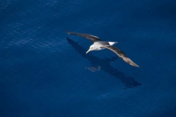 Royal albatross (Diomedea epomophora), Southern Ocean, Antarctic, Polar Regions