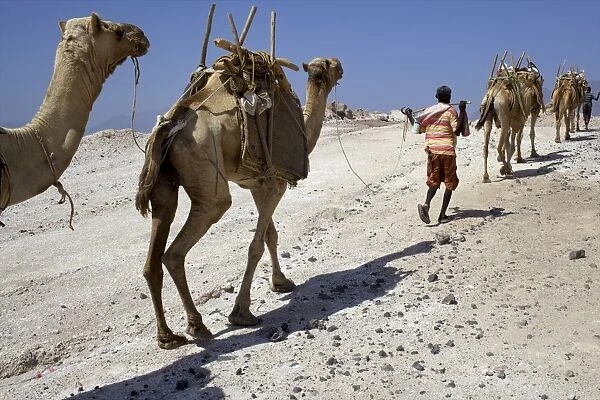 Salt caravan in Djibouti, going from Assal Lake to Ethiopian mountains, Djibouti, Africa