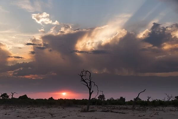 Savuti Marsh at sunset, Botswana, Africa