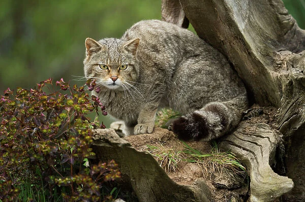 Scottish wildcat (wildcat) (Felis silvestris), Devon, England, United Kingdom, Europe