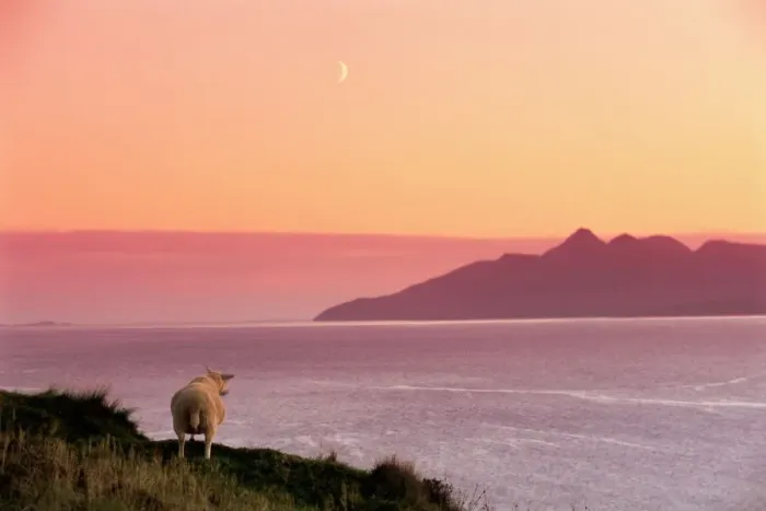 Framed Print : Sheep Print from the Isle of Rum, Scotland Framed Print : Sheep Print from the Isle of Rum, Scotland