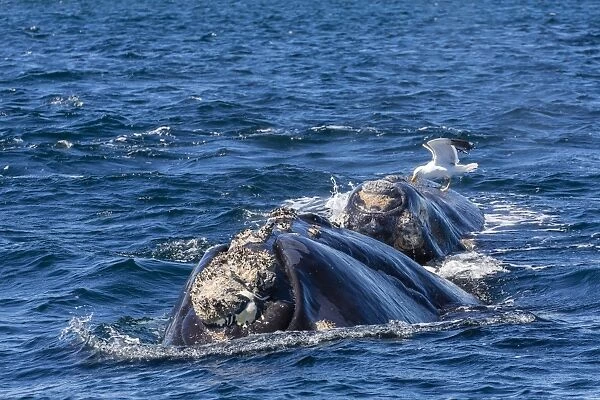 Southern right whale (Eubalaena australis) calf being fed upon by kelp gull (Larus dominicanus), Golfo Nuevo, Peninsula Valdes, Argentina, South America