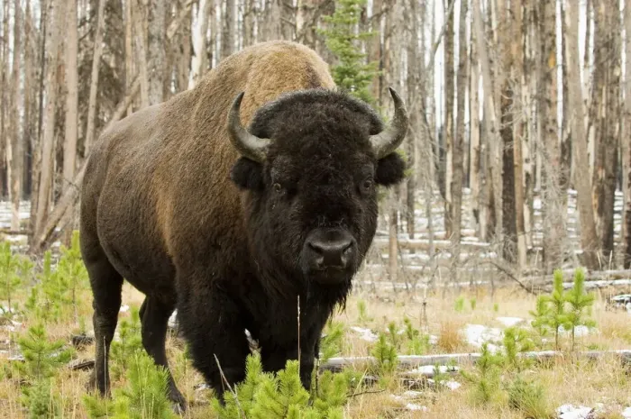 Framed Print : Yellowstone Bison Print Framed Print : Yellowstone Bison Print