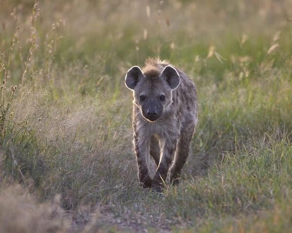 Spotted hyena (spotted hyaena) (Crocuta crocuta), Serengeti National Park, Tanzania, East Africa, Africa
