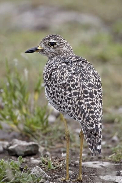 Spotted thick-knee (spotted dikkop) (Burhinus capensis), Serengeti National Park