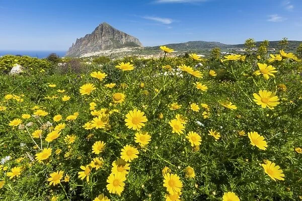 Spring flowers and 659m limestone Monte Cefano, a Nature Reserve and hiking and climbing spot northeast of Trapani, Custonaci, Sicily, Italy, Mediterranean, Europe