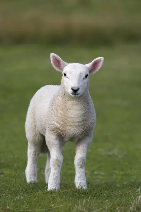 Framed Print : Spring lamb Print, Scotland Framed Print : Spring lamb Print, Scotland