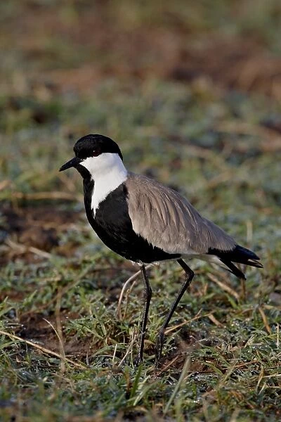 Spur-Winged Plover (Spur-Winged Lapwing) (Vanellus spinosus), Masai Mara National Reserve