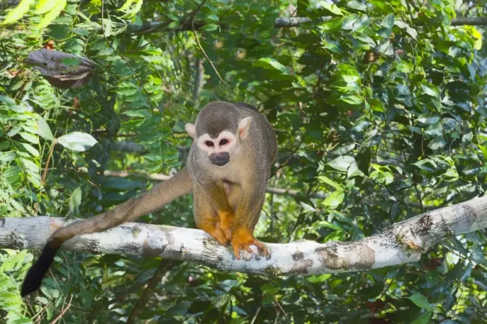 Framed Print : Squirrel monkey Print, Amazon state, Brazil Framed Print : Squirrel monkey Print, Amazon state, Brazil