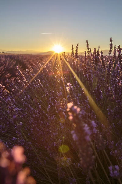 Sunrise over lavender fields, Plateau de Valensole, Alpes-de-Haute-Provence, Provence-Alpes-Cote