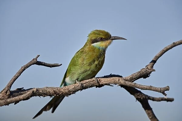 Swallow-tailed bee-eater (Merops hirundineus), Kgalagadi Transfrontier Park, South Africa
