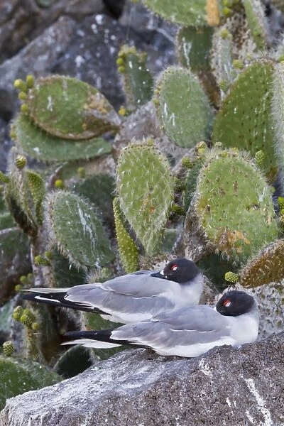 Swallow-tailed gull (Creagrus furcatus), Genovesa Island, Galapagos Islands, UNESCO World Heritge Site, Ecuador, South America