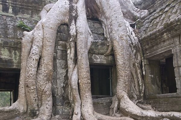Ta Prohm, Angkor Archaeological Park, UNESCO World Heritage Site, Siem Reap, Cambodia, Indochina, Southeast Asia, Asia