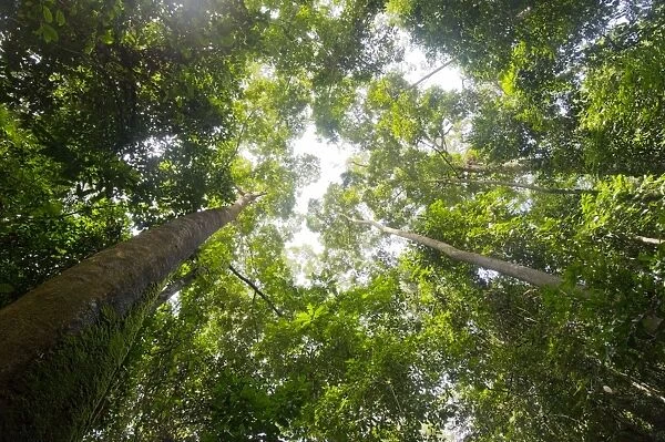 Tall dipterocarp trees in primary rainforest in the Maliau Basin Conservation Area, Sabah, Borneo, Malaysia, Southeast Asia, Asia