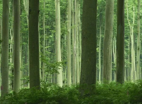 Tall straight trunks on trees in woodland in the Forest of Lyons, in Eure
